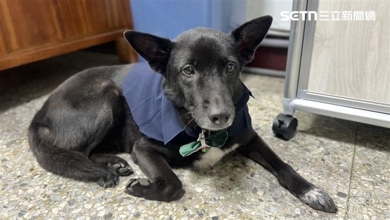 派出所犬太逗趣　模仿痛風副所長跛腳走路