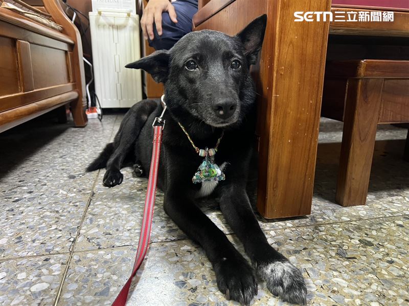 台北市萬華分局西園所的所犬小黑。(圖/翻攝畫面)