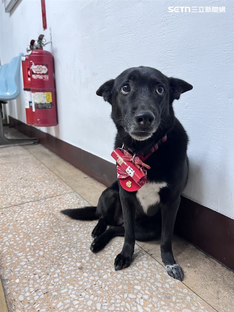 台北市萬華分局西園所的所犬小黑。(圖/翻攝畫面)