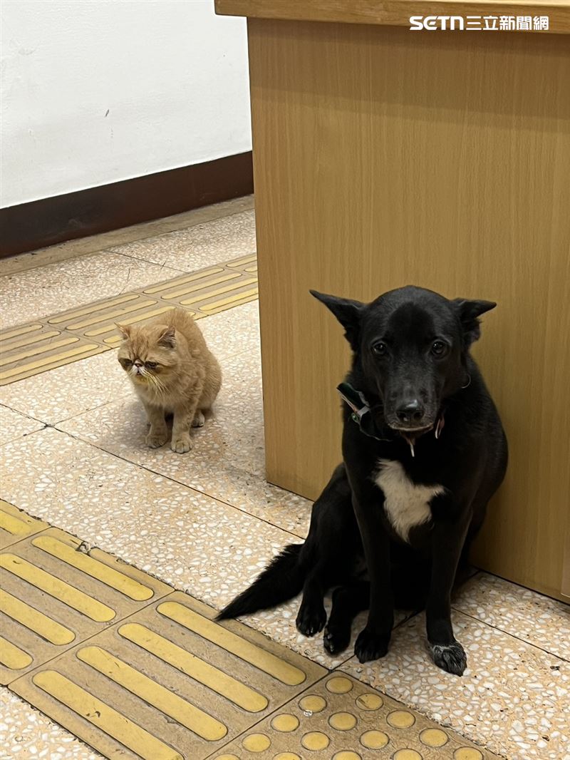 台北市萬華分局西園所的所犬小黑。(圖/翻攝畫面)