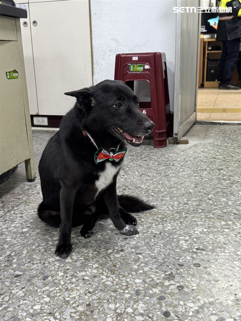 台北市萬華分局西園所的所犬小黑。(圖/翻攝畫面)