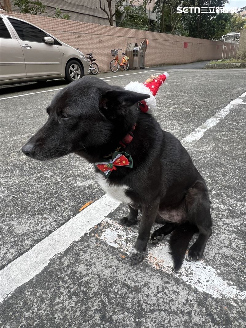 台北市萬華分局西園所的所犬小黑。(圖/翻攝畫面)