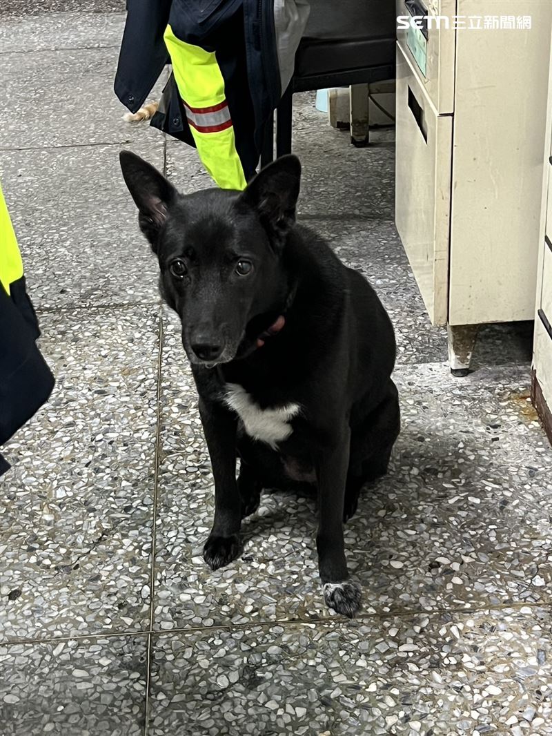 台北市萬華分局西園所的所犬小黑。(圖/翻攝畫面)
