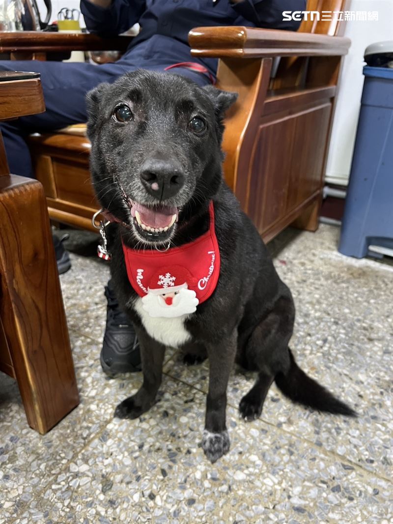 台北市萬華分局西園所的所犬小黑。(圖/翻攝畫面)