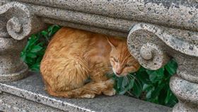 橘貓,貓咪。（示意圖／PIXABAY）