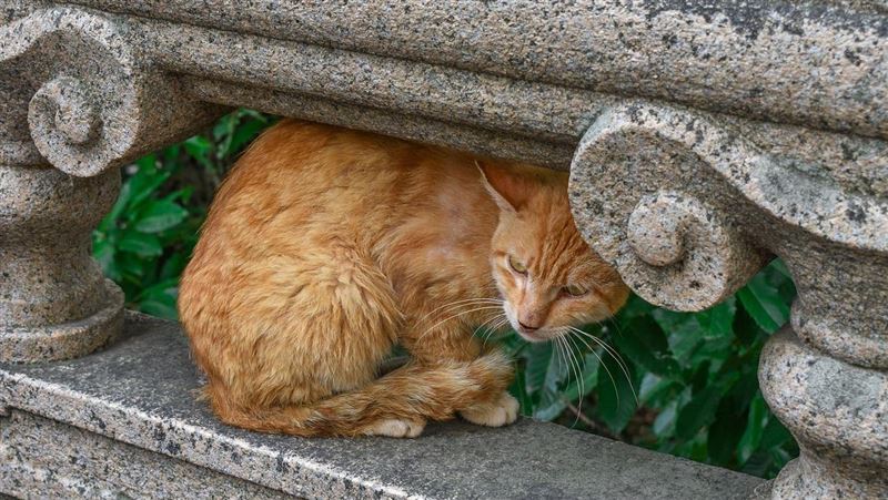 鄰居家橘貓撞臉愛貓！飼主抓包牠小偷身分