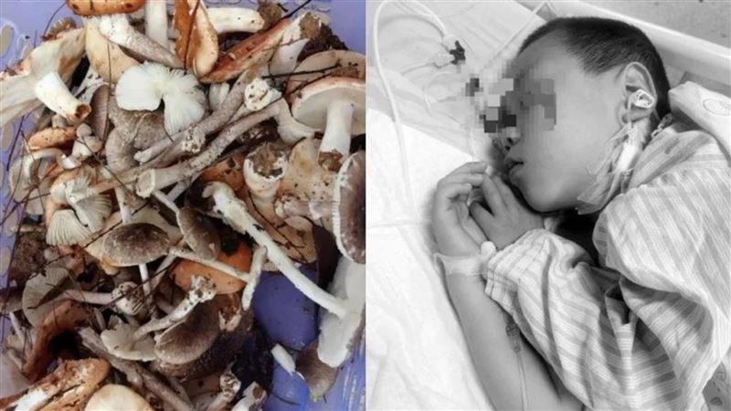 一家6口誤食山上毒蘑菇！5歲男童肝壞死