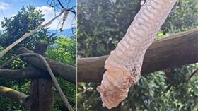 蛇皮,蛻皮(圖/（圖／粉專-大坑登山步道）