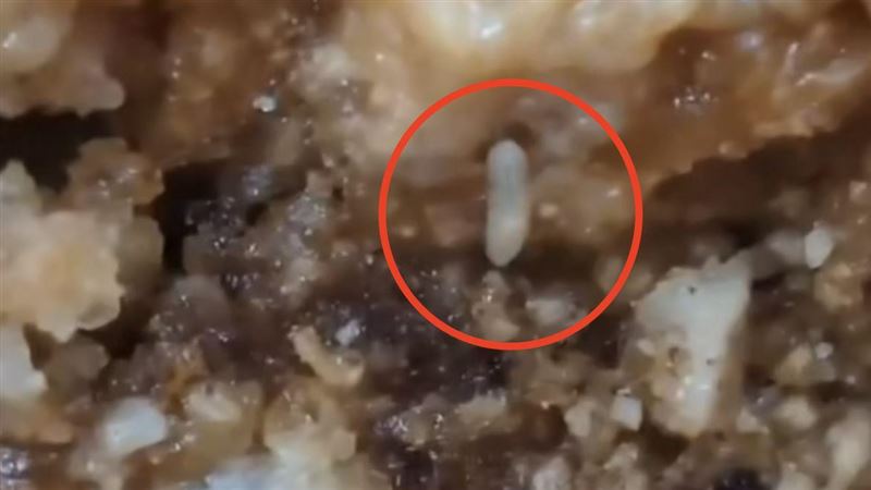 中壢日月光團膳出包「高蛋白小菜」爬雞排