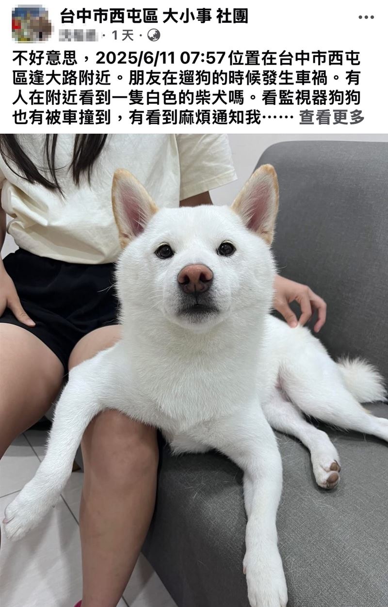 馮女友人到臉書社團「西屯區大小事」發文協尋走失的白色柴犬。(圖/翻攝自臉書社團西屯區大小事)
