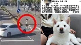 台中市,車禍,斑馬線,愛犬,女子,柴犬,網友,西屯區,斑馬線,左轉,行人,禮讓▲圖片描述。（圖／翻攝自臉書社團西屯區大小事）