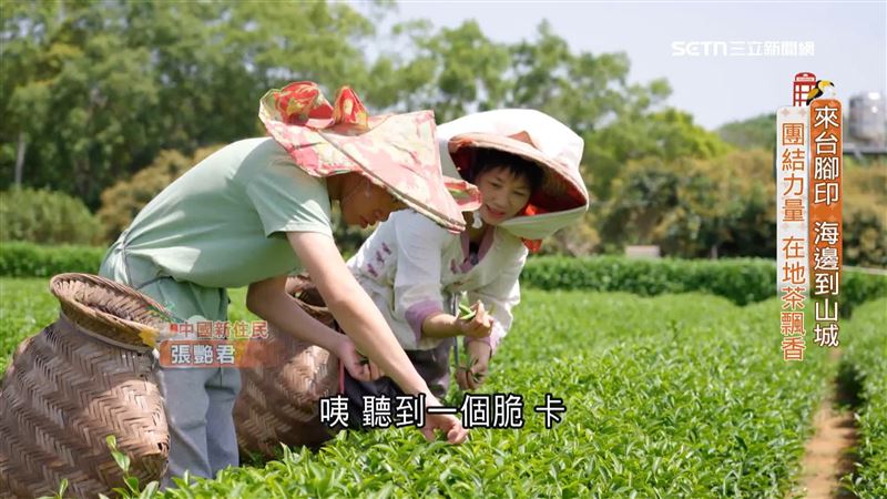 來台腳步...從海邊到山城！苗栗紅茶飄香