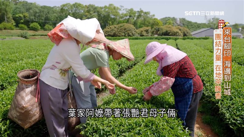 中國新住民到苗栗，推廣苗栗「貓裏紅茶」， 賦予「茶文化」更多元結合
