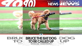 ▲國民將升上「球僮小狗」布魯斯（Bruce the Bat Dog）到大聯盟。（圖／翻攝自FOX Sports: MLB X）