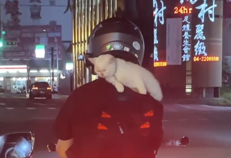 男子將貓咪扛在肩上騎車遭警開罰。(圖/翻攝自Threads @l008.700)