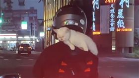 台中猴「肩上扛貓咪」騎車！全網暴怒圍剿