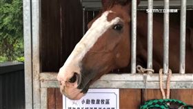 關子嶺咖啡店遭控馬咬傷童　業者出面致歉