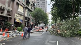 台中「路樹倒」重擊1車！出包真相曝