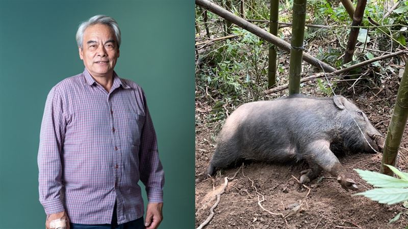 莫那魯道男星出事了！獵山豬慘遭陷阱攻擊