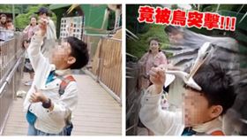 蔡桃貴餵海豹時遭鳥突襲，整段過程全被拍下。（圖／翻攝自Instagram／yga0721）