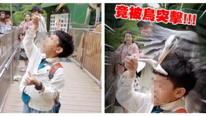 蔡阿嘎遊日驚魂　蔡桃貴遭「鳥襲」全被拍