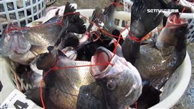 直擊！市場賣「活體弓魚」　動保團體：不人道