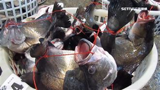 獨／專家籲勿買「活體弓魚」：肉被污染