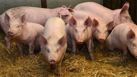 愛丁堡大學歷史悠久的羅斯林研究所發表過可望抵抗非洲豬瘟的豬隻報告，科學家改編養殖豬基因，以類似於疣豬身上能夠挺過非洲豬瘟感染的相關基因。（圖／翻攝自ed.ac.uk/roslin）