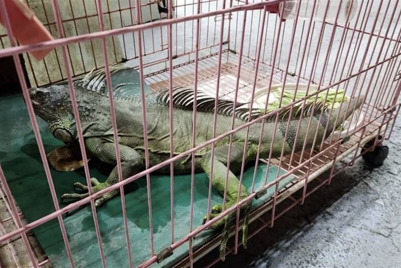 南投縣埔里鎮捕獲巨大綠鬣蜥。（圖／翻攝畫面）