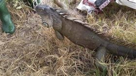 綠鬣蜥（埔里鎮公所提供）