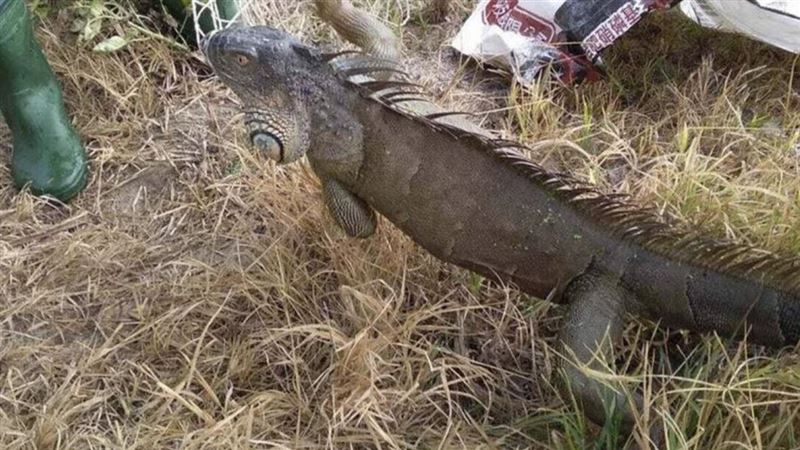 埔里婦人驚見「酷斯拉」入侵 嚇壞尖叫