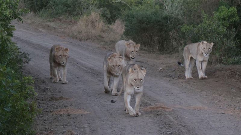 1打20!孤象誤闖獅群地盤 放大絕全場奔逃