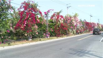 九重葛花瀑淪危牆？認養人不顧　地方憂心