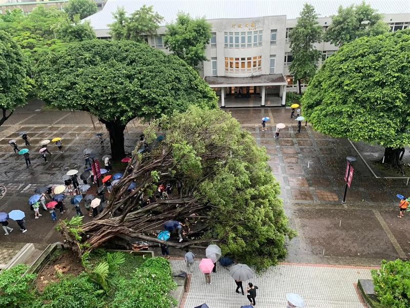一名20多歲男學生被大樹砸中,當場失去生命跡象,警消緊急搶救中。(圖/翻攝自Threads)