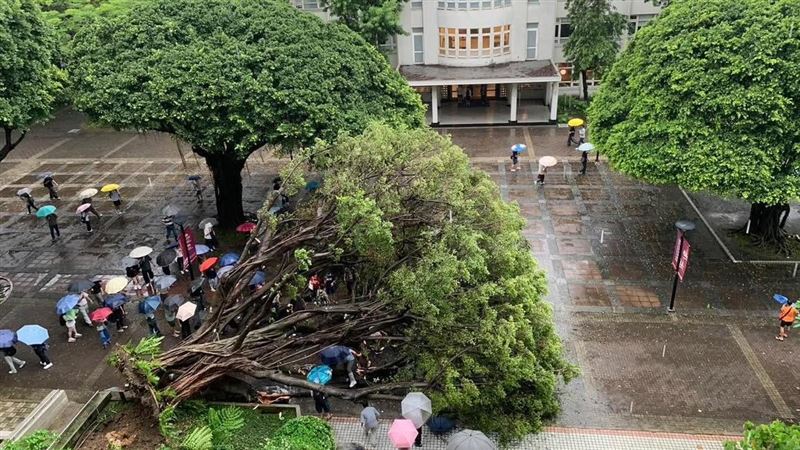 新/逢甲大學大樹突倒塌壓4人 1學生OHCA