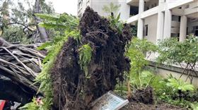 逢甲大學樹倒