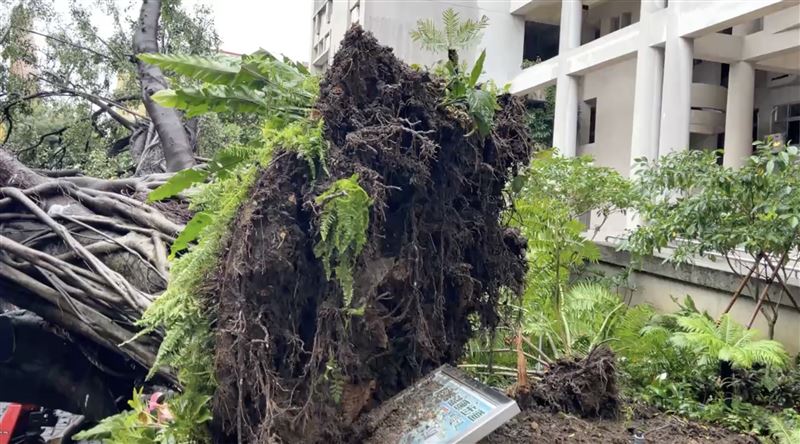 大樹連根拔起倒下。（圖／翻攝畫面）