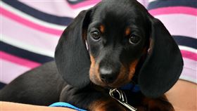 臘腸犬。（圖／翻攝自Pixabay）