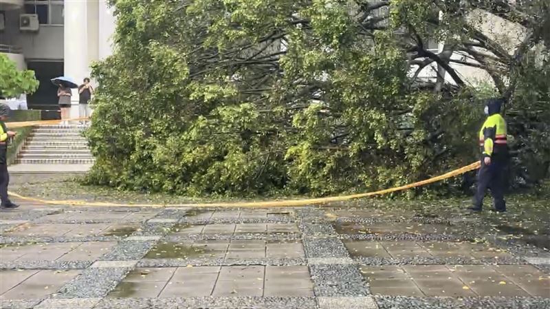 大樹連根拔起倒下,擊中碩一男學生送醫後不治。(圖/翻攝畫面)