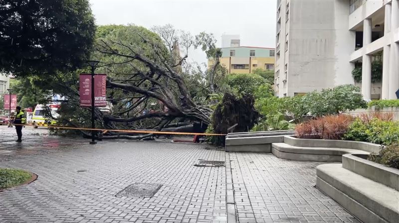 逢甲校園內榕樹倒下,造成4名學生遭擊中受困。(圖/翻攝畫面)