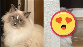 日本,主人,貼文,布偶貓,網友,飼主,藍色眼睛,殺氣,寵物,品種貓,主人,上班▲。（圖／翻攝自X平台@k_y_k12）