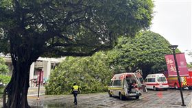 逢甲大學樹倒