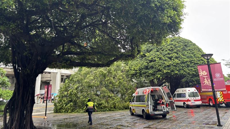 逢甲樹倒壓死碩一生!女友目擊奪命瞬間