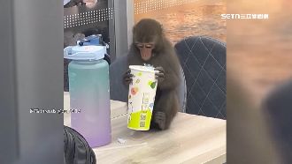 超商新服務　萌猴抓頭　男喊：我沒頭髮了