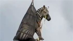 斑馬,逃亡,離家出走,寵物（圖／翻攝自Ｘ）