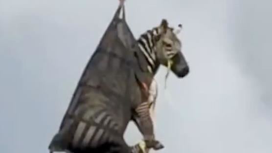 寵物斑馬逃家1週!網刷一排「逃亡記」