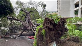 ▲逢甲大學校園內一棵榕樹13日傍晚突然傾倒，60歲榕樹為何突然倒 樹醫生詹鳳春說明原因。（圖／翻攝畫面） 