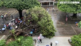 逢甲大學,榕樹,倒塌,壓死,碩士,學生,意外,校方,台中（圖／翻攝畫面）