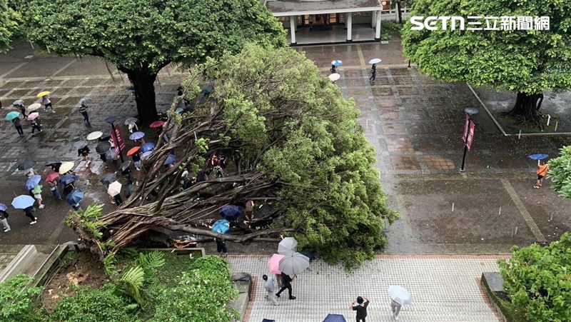 逢甲大學榕樹倒塌,壓死23歲碩一吳姓男學生。(圖/翻攝畫面)