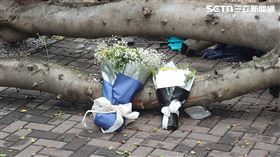 逢甲,大學,榕樹,倒塌,意外,卡片,悼念,花束,壓死人,台中（圖／三立新聞台）